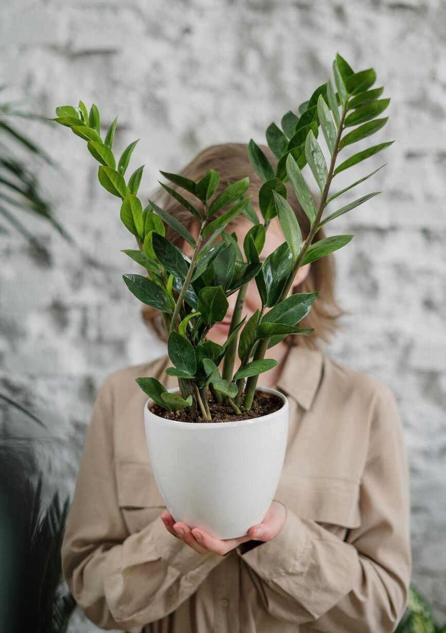 ZAMIA – PIANTA VERDE DA INTERNO